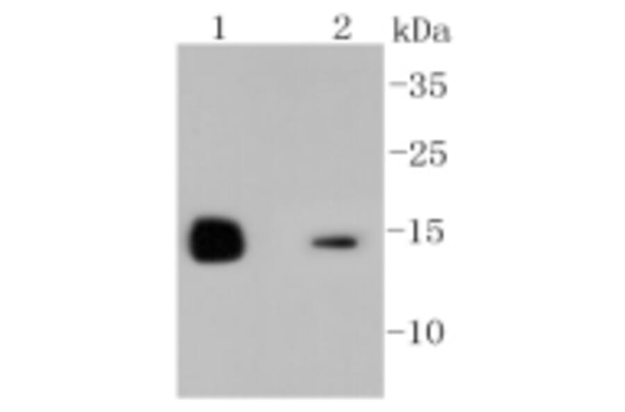 Anti-LYZ Antibody from Bioworld Technology (BS9932M) - Antibodies.com