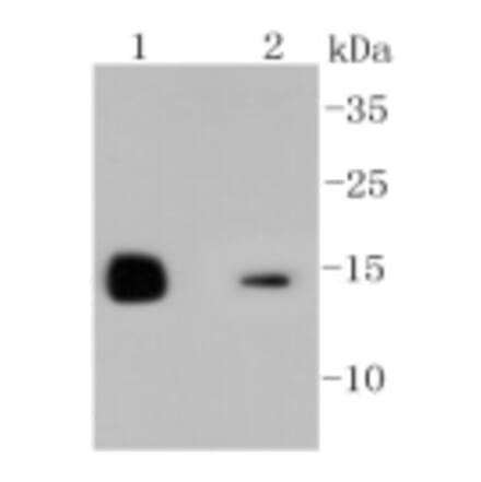 Anti-LYZ Antibody from Bioworld Technology (BS9932M) - Antibodies.com