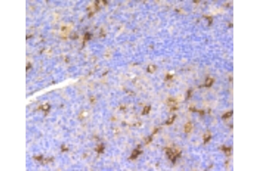 Anti-LYZ Antibody from Bioworld Technology (BS9932M) - Antibodies.com