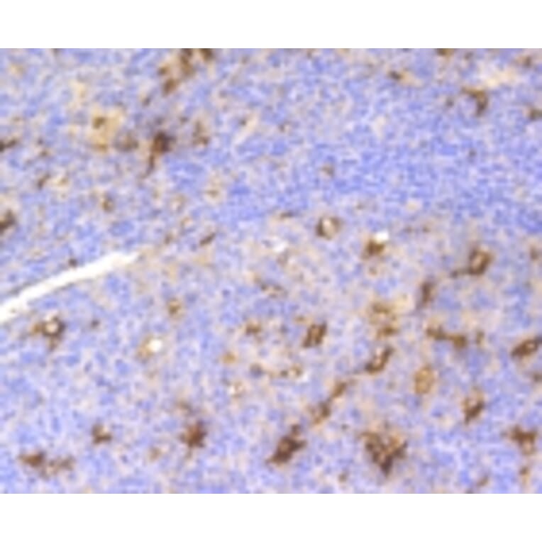 Anti-LYZ Antibody from Bioworld Technology (BS9932M) - Antibodies.com