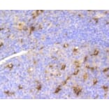 Anti-LYZ Antibody from Bioworld Technology (BS9932M) - Antibodies.com