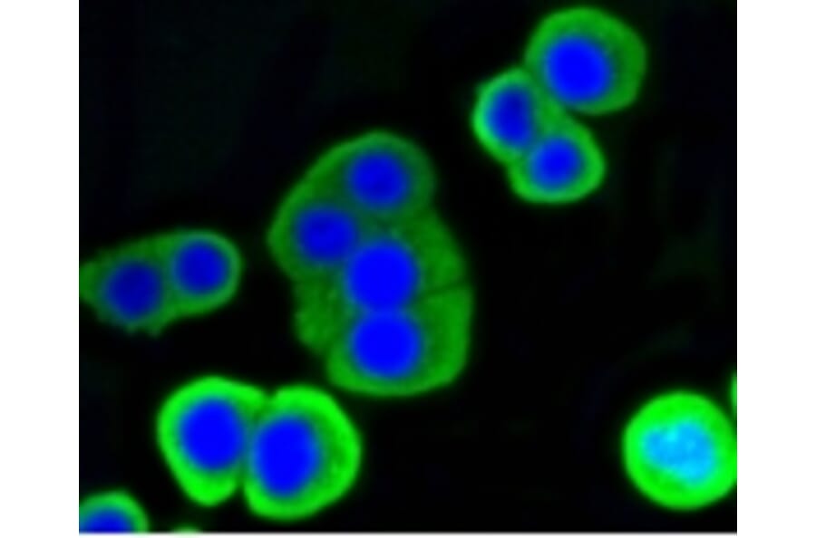 Anti-LYZ Antibody from Bioworld Technology (BS9932M) - Antibodies.com