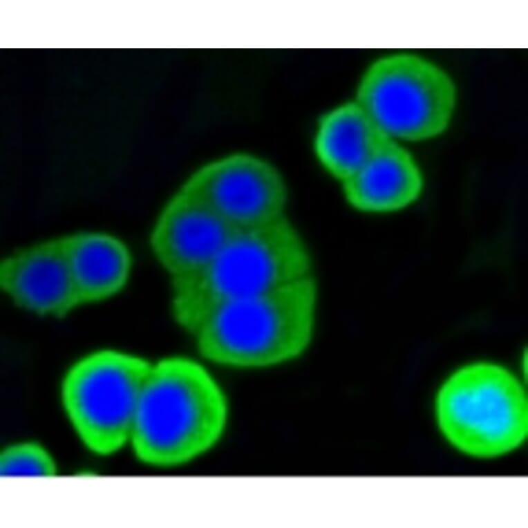 Anti-LYZ Antibody from Bioworld Technology (BS9932M) - Antibodies.com