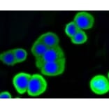 Anti-LYZ Antibody from Bioworld Technology (BS9932M) - Antibodies.com