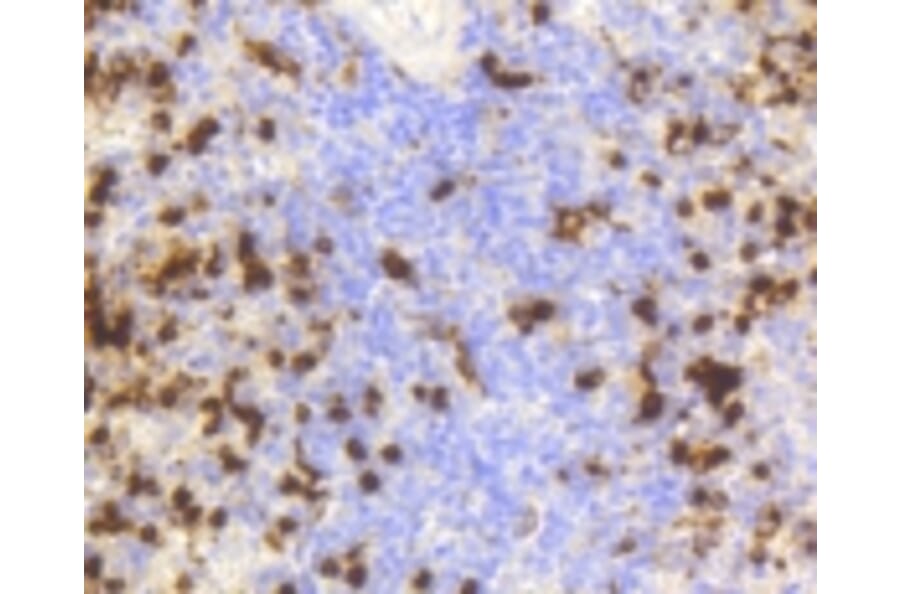 Anti-LYZ Antibody from Bioworld Technology (BS9932M) - Antibodies.com