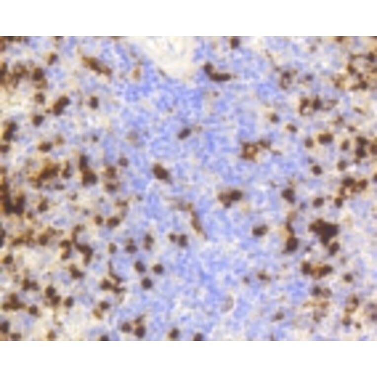 Anti-LYZ Antibody from Bioworld Technology (BS9932M) - Antibodies.com