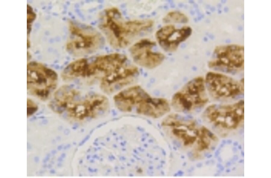 Anti-LYZ Antibody from Bioworld Technology (BS9932M) - Antibodies.com