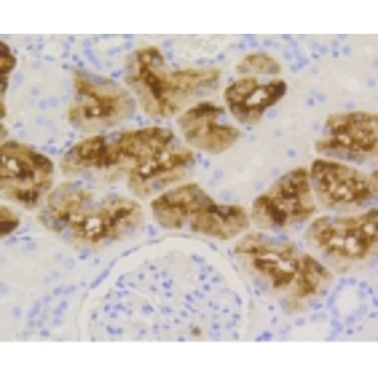 Anti-LYZ Antibody from Bioworld Technology (BS9932M) - Antibodies.com