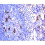 Anti-LYZ Antibody from Bioworld Technology (BS9932M) - Antibodies.com