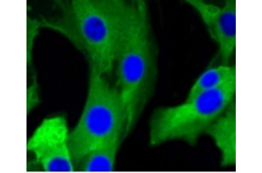 Anti-mGluR-5 Antibody from Bioworld Technology (BS9933M) - Antibodies.com