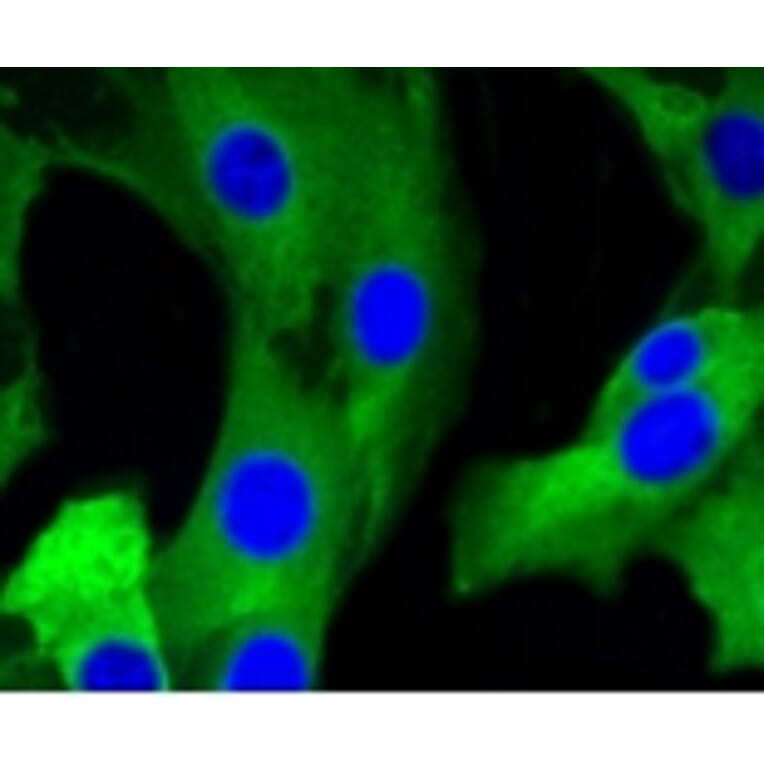 Anti-mGluR-5 Antibody from Bioworld Technology (BS9933M) - Antibodies.com