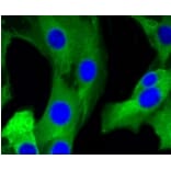 Anti-mGluR-5 Antibody from Bioworld Technology (BS9933M) - Antibodies.com