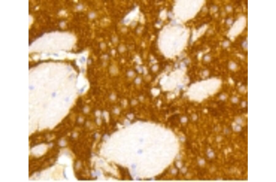 Anti-mGluR-5 Antibody from Bioworld Technology (BS9933M) - Antibodies.com