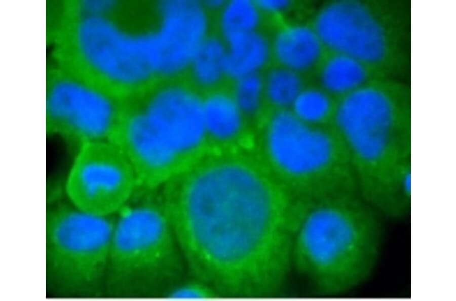 Anti-mGluR-5 Antibody from Bioworld Technology (BS9933M) - Antibodies.com
