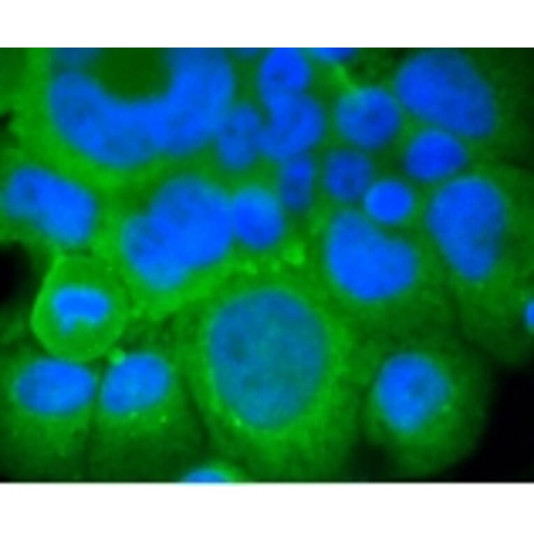 Anti-mGluR-5 Antibody from Bioworld Technology (BS9933M) - Antibodies.com