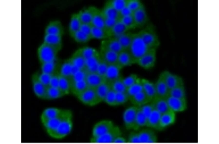 Anti-mGluR-5 Antibody from Bioworld Technology (BS9933M) - Antibodies.com