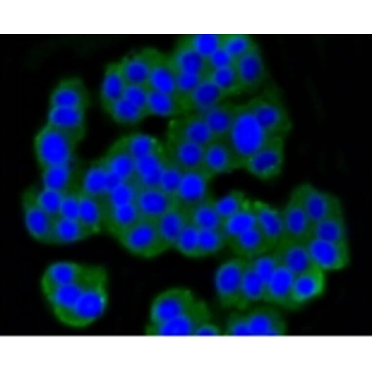 Anti-mGluR-5 Antibody from Bioworld Technology (BS9933M) - Antibodies.com