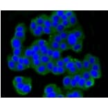 Anti-mGluR-5 Antibody from Bioworld Technology (BS9933M) - Antibodies.com