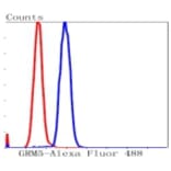Anti-mGluR-5 Antibody from Bioworld Technology (BS9933M) - Antibodies.com