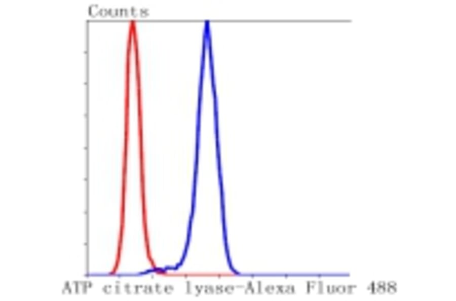 Anti-ATP-Citrate Lyase Antibody from Bioworld Technology (BS9934M) - Antibodies.com