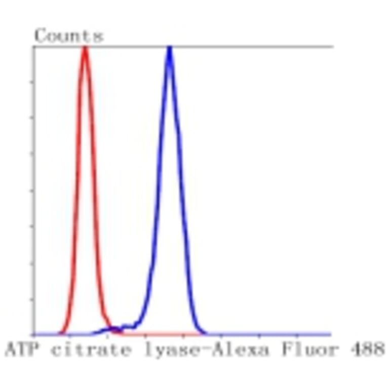 Anti-ATP-Citrate Lyase Antibody from Bioworld Technology (BS9934M) - Antibodies.com
