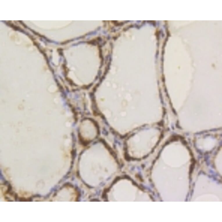 Anti-ATP-Citrate Lyase Antibody from Bioworld Technology (BS9934M) - Antibodies.com