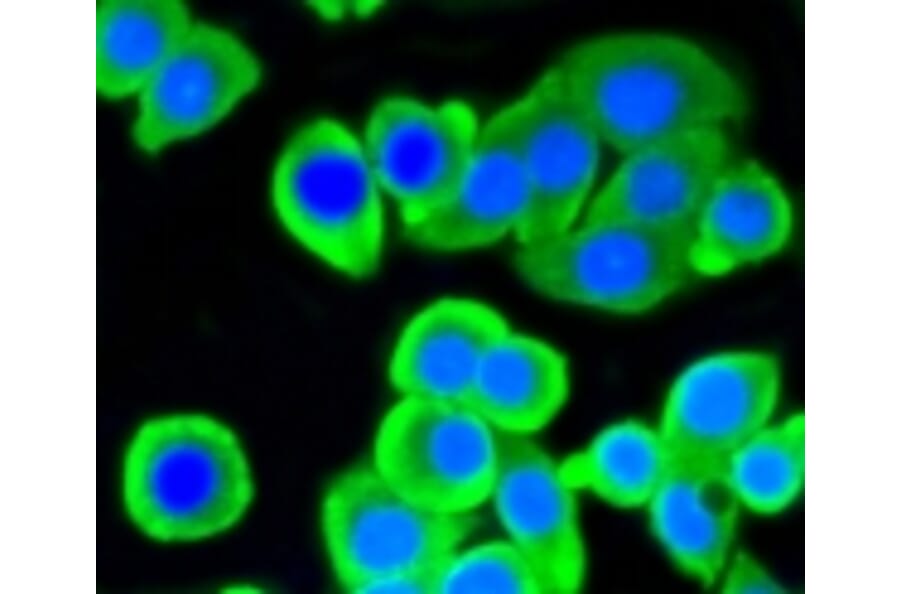 Anti-ATP-Citrate Lyase Antibody from Bioworld Technology (BS9934M) - Antibodies.com