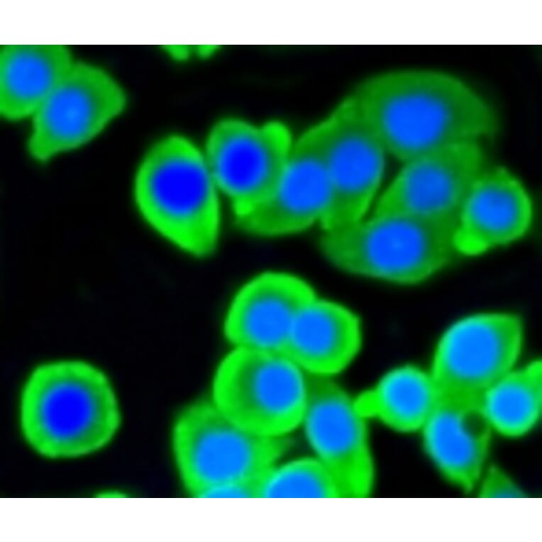 Anti-ATP-Citrate Lyase Antibody from Bioworld Technology (BS9934M) - Antibodies.com