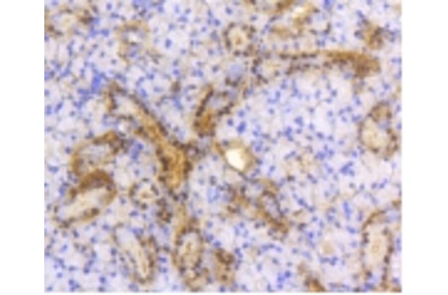 Anti-ATP-Citrate Lyase Antibody from Bioworld Technology (BS9934M) - Antibodies.com