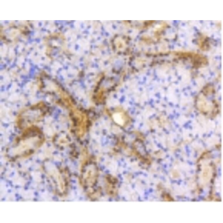 Anti-ATP-Citrate Lyase Antibody from Bioworld Technology (BS9934M) - Antibodies.com