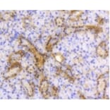 Anti-ATP-Citrate Lyase Antibody from Bioworld Technology (BS9934M) - Antibodies.com