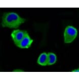 Anti-ATP-Citrate Lyase Antibody from Bioworld Technology (BS9934M) - Antibodies.com