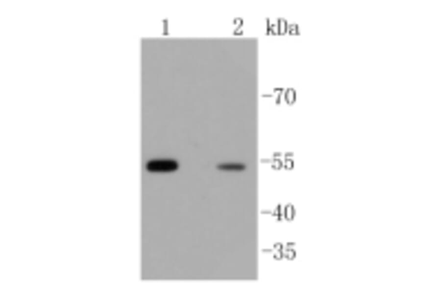 Anti-Arrestin-β-1 Antibody from Bioworld Technology (BS9935M) - Antibodies.com