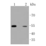 Anti-Arrestin-β-1 Antibody from Bioworld Technology (BS9935M) - Antibodies.com