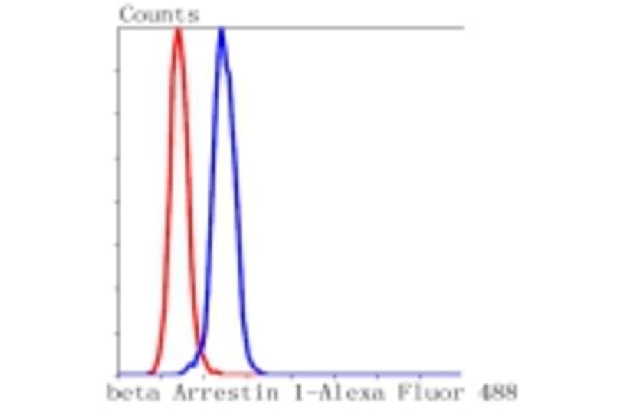 Anti-Arrestin-β-1 Antibody from Bioworld Technology (BS9935M) - Antibodies.com