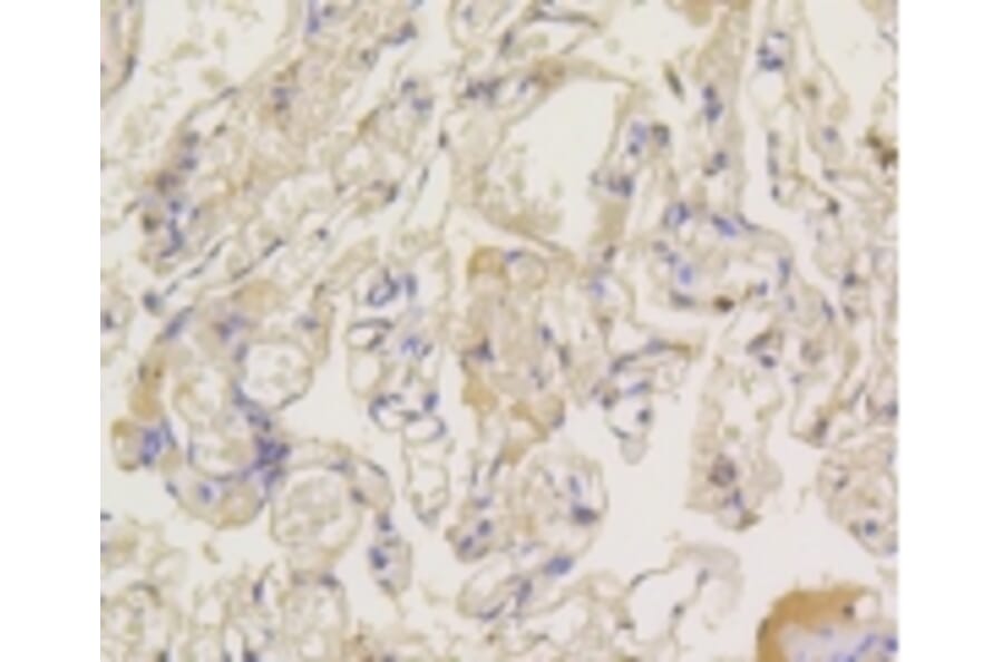 Anti-Arrestin-β-1 Antibody from Bioworld Technology (BS9935M) - Antibodies.com