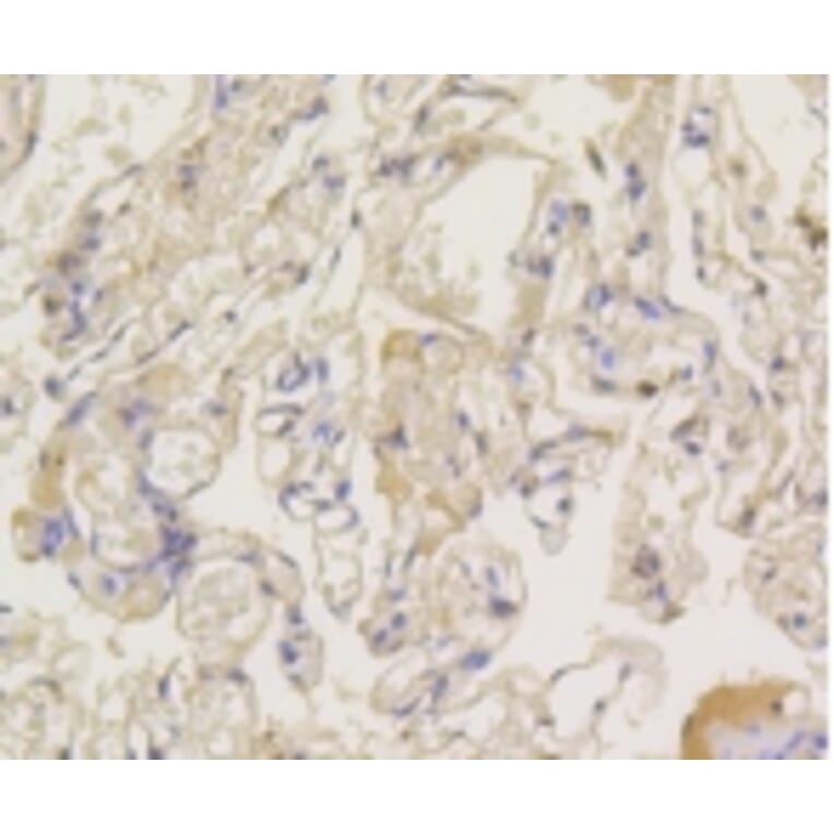 Anti-Arrestin-β-1 Antibody from Bioworld Technology (BS9935M) - Antibodies.com