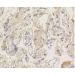 Anti-Arrestin-β-1 Antibody from Bioworld Technology (BS9935M) - Antibodies.com