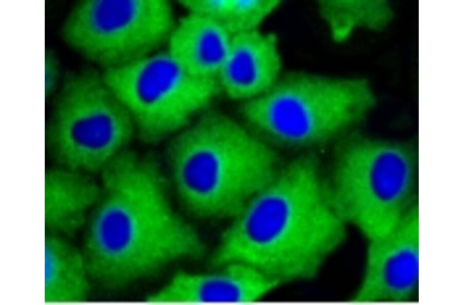 Anti-Arrestin-β-1 Antibody from Bioworld Technology (BS9935M) - Antibodies.com