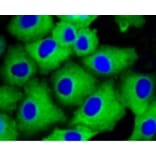 Anti-Arrestin-β-1 Antibody from Bioworld Technology (BS9935M) - Antibodies.com