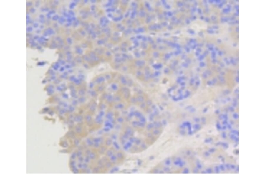Anti-Arrestin-β-1 Antibody from Bioworld Technology (BS9935M) - Antibodies.com