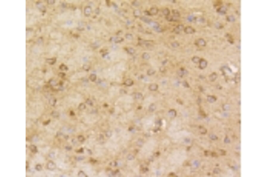 Anti-Arrestin-β-1 Antibody from Bioworld Technology (BS9935M) - Antibodies.com