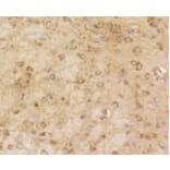 Anti-Arrestin-β-1 Antibody from Bioworld Technology (BS9935M) - Antibodies.com