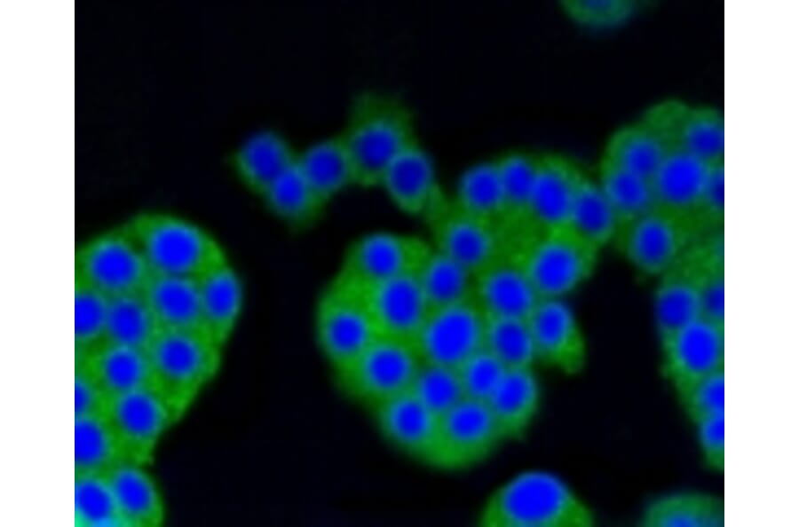 Anti-Arrestin-β-1 Antibody from Bioworld Technology (BS9935M) - Antibodies.com