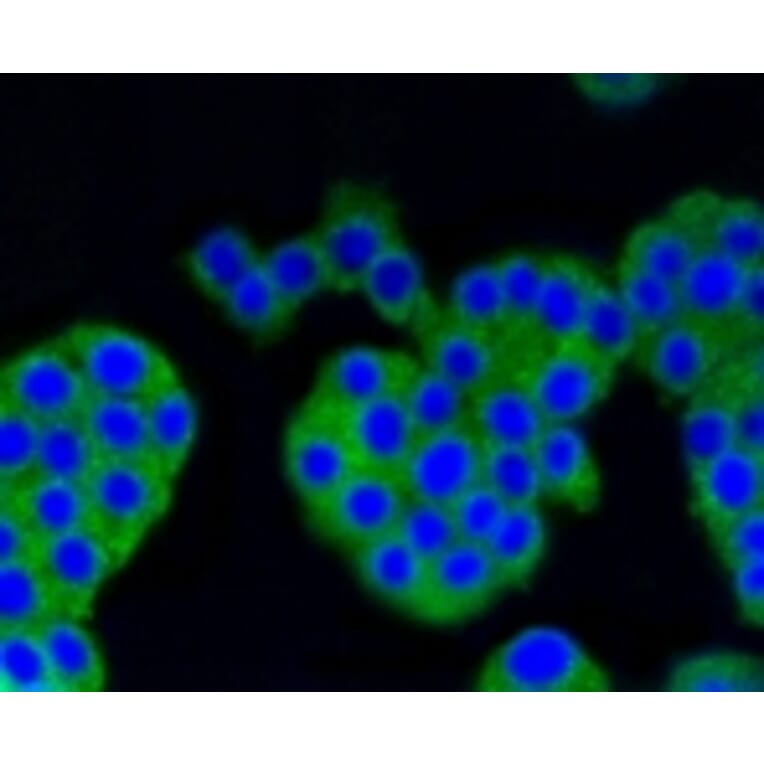 Anti-Arrestin-β-1 Antibody from Bioworld Technology (BS9935M) - Antibodies.com