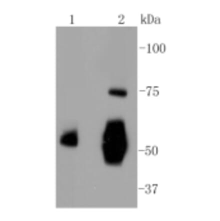 Anti-Vitronectin Antibody from Bioworld Technology (BS9936M) - Antibodies.com