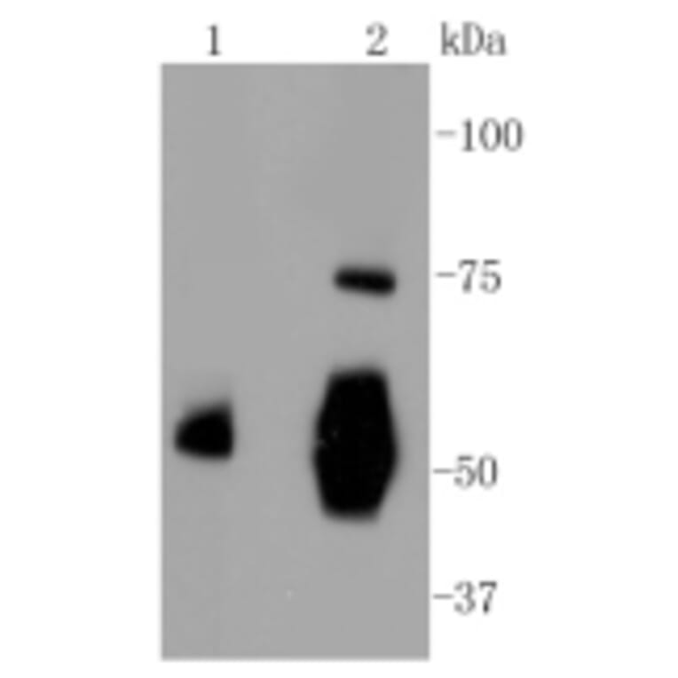 Anti-Vitronectin Antibody from Bioworld Technology (BS9936M) - Antibodies.com