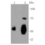 Anti-Vitronectin Antibody from Bioworld Technology (BS9936M) - Antibodies.com