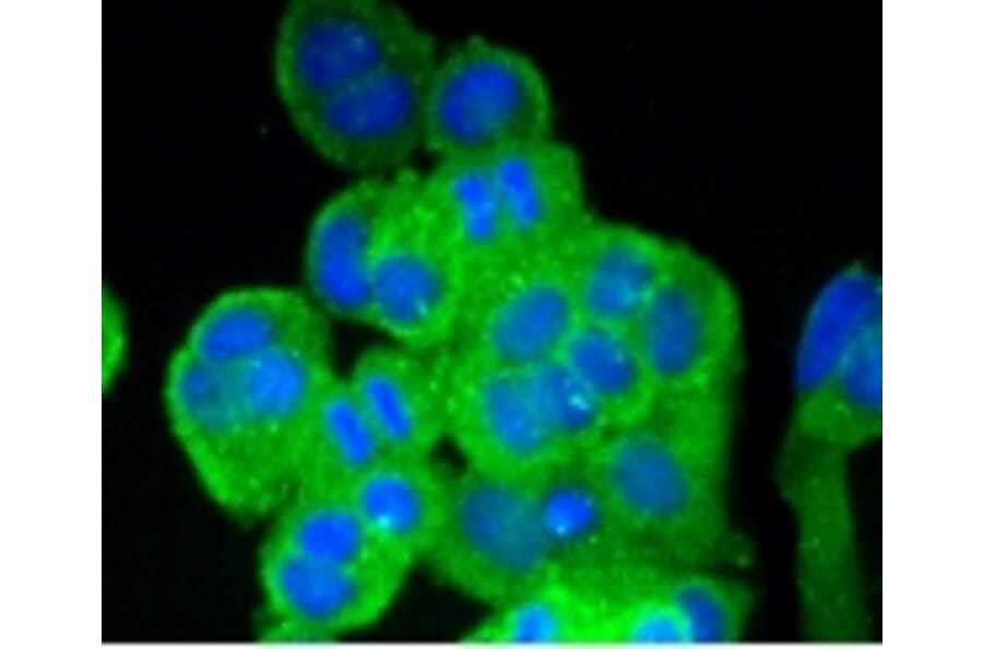 Anti-Vitronectin Antibody from Bioworld Technology (BS9936M) - Antibodies.com