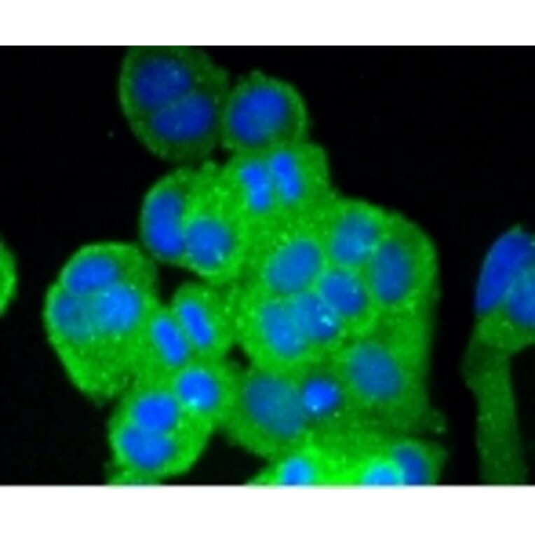 Anti-Vitronectin Antibody from Bioworld Technology (BS9936M) - Antibodies.com